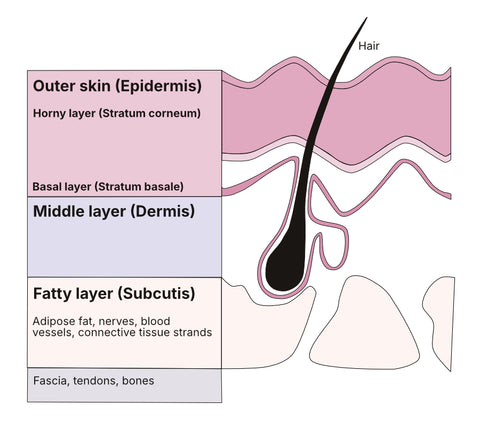 Cross-section skin layers - Epidermis - Dermis – Subcutis